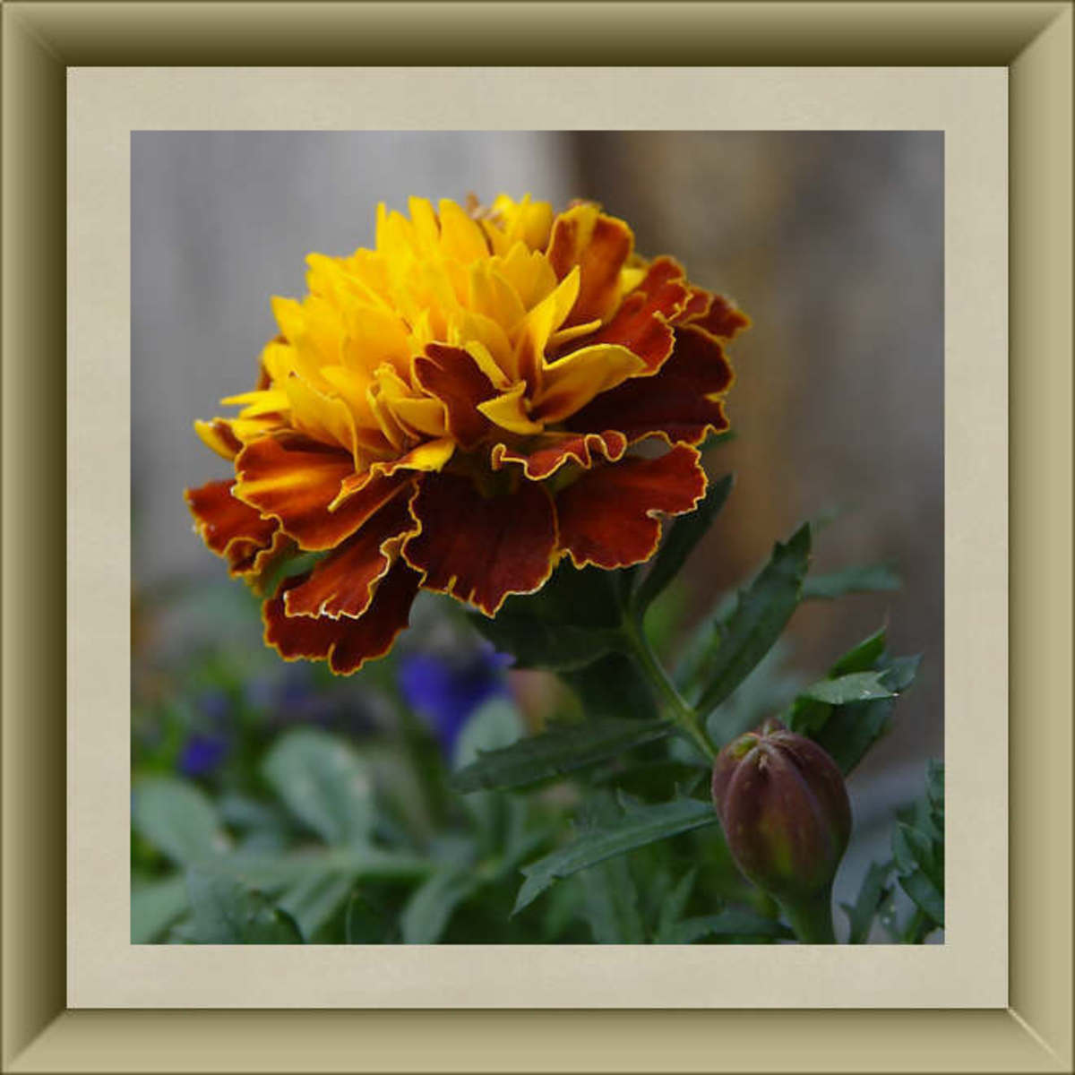 Marigold Blossom