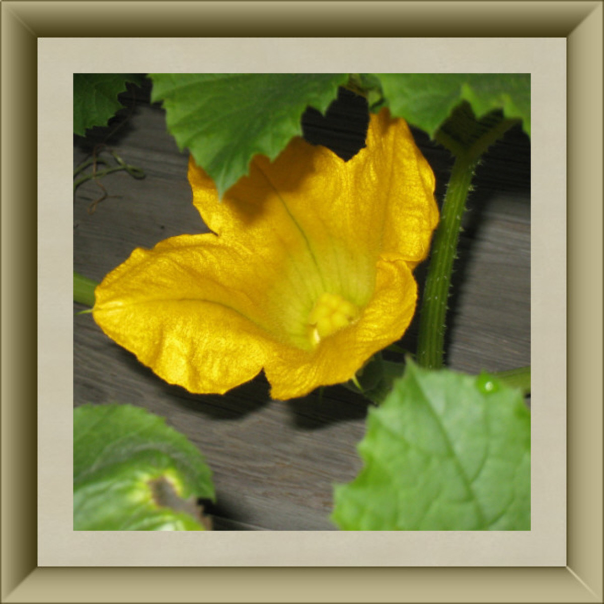 Squash Blossom