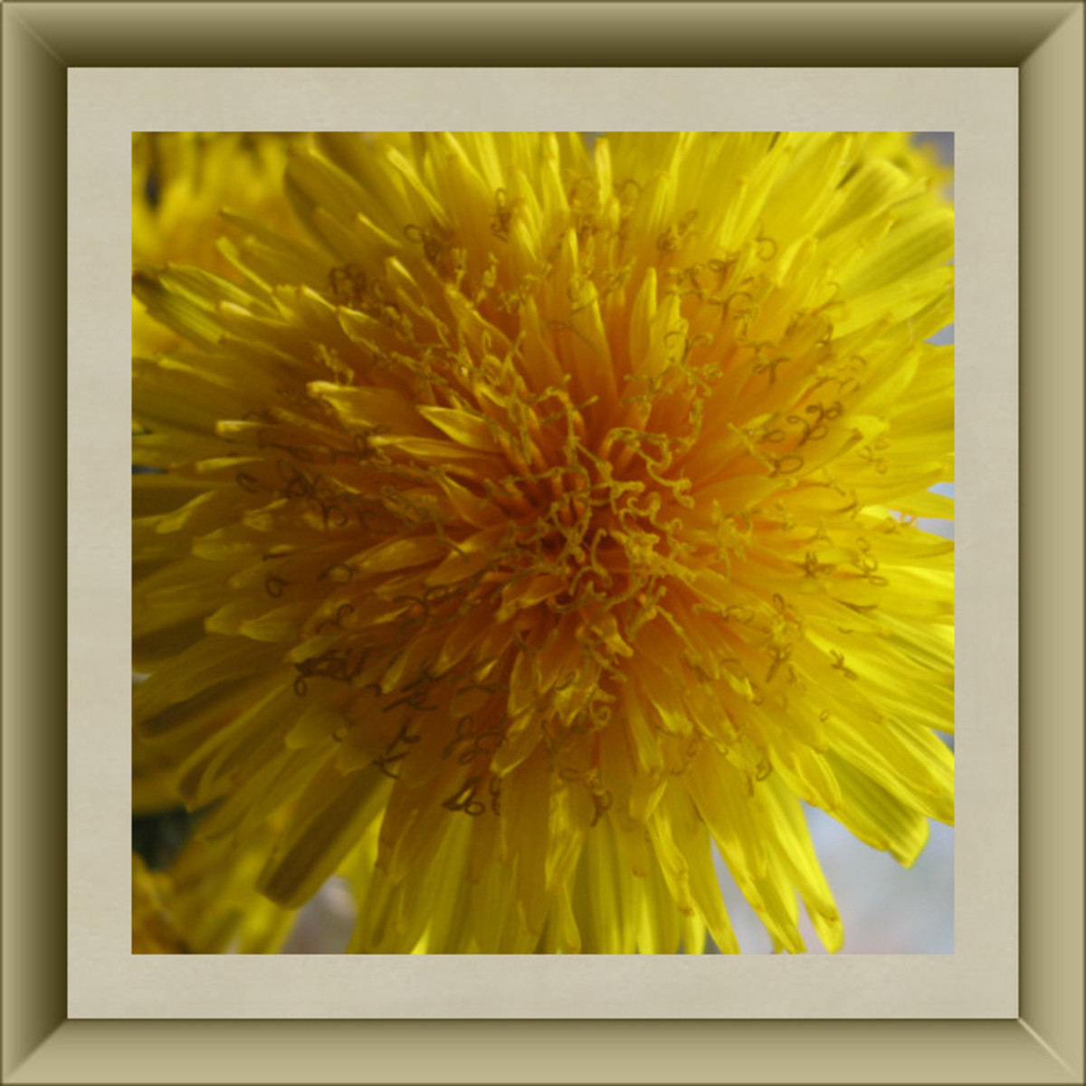 Dandelion Blossom