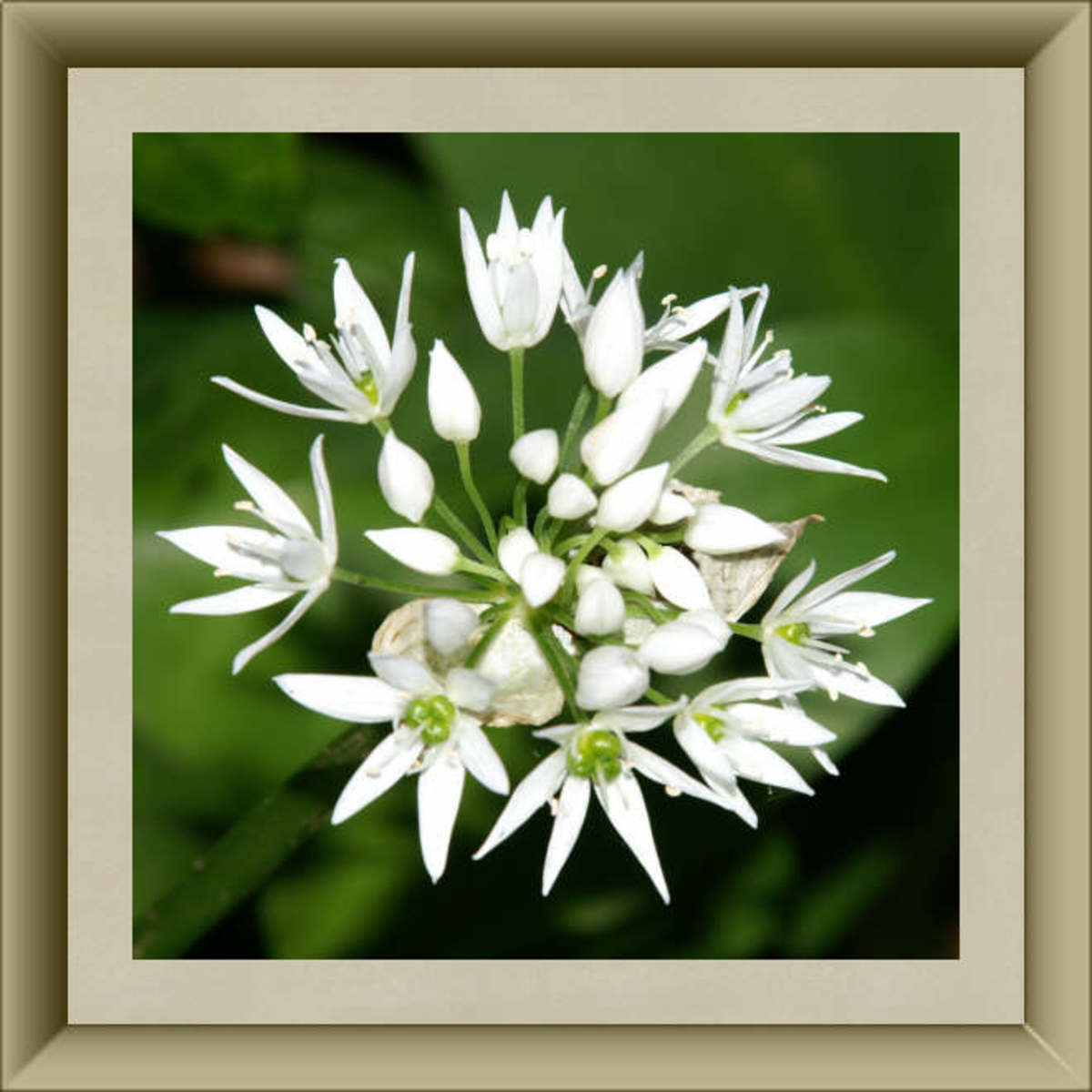 Garlic Blossoms