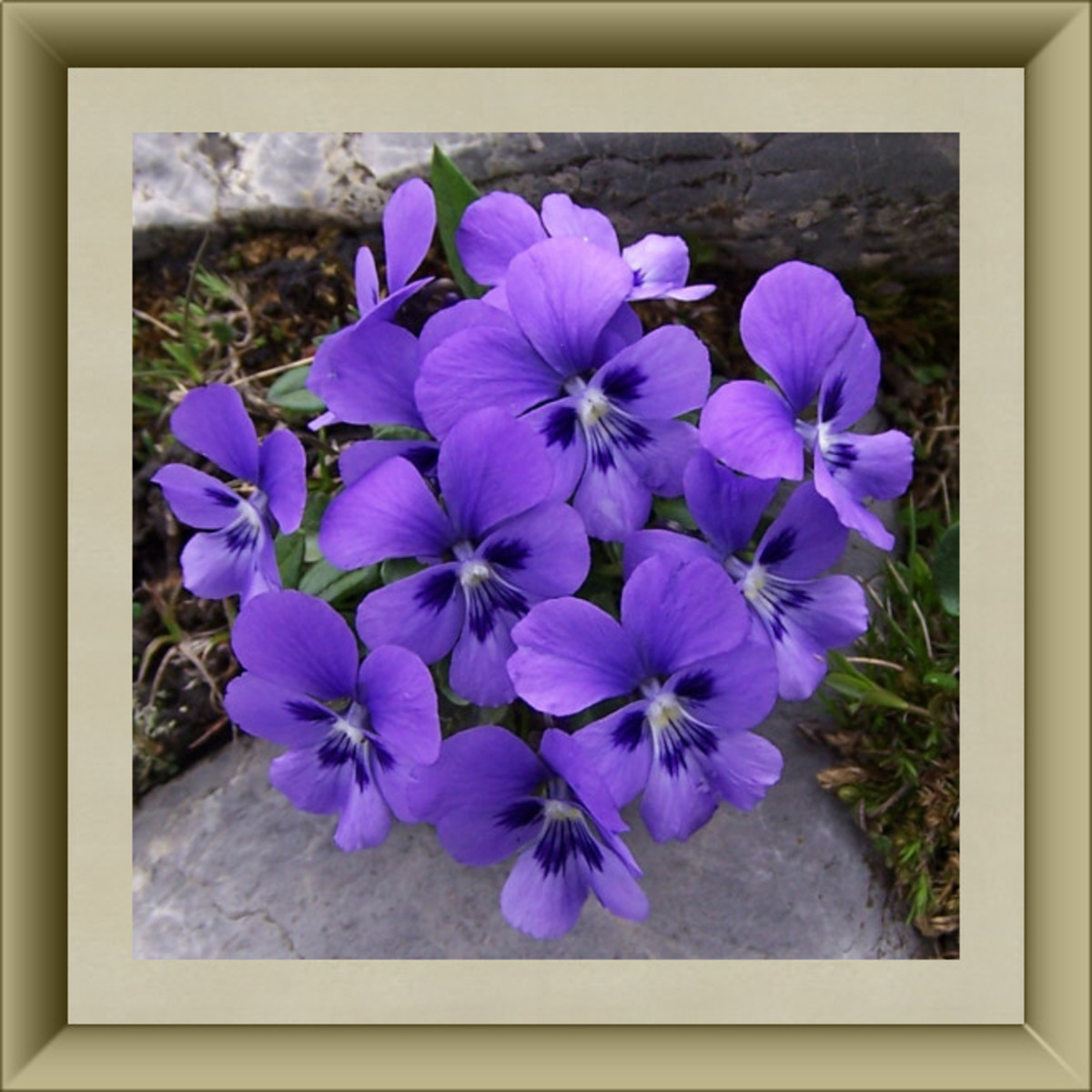 Violet flowers