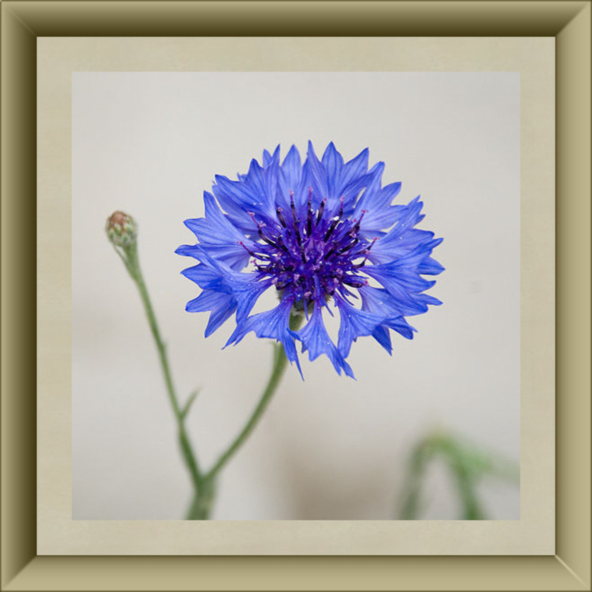 Bachelor Button Blossoms