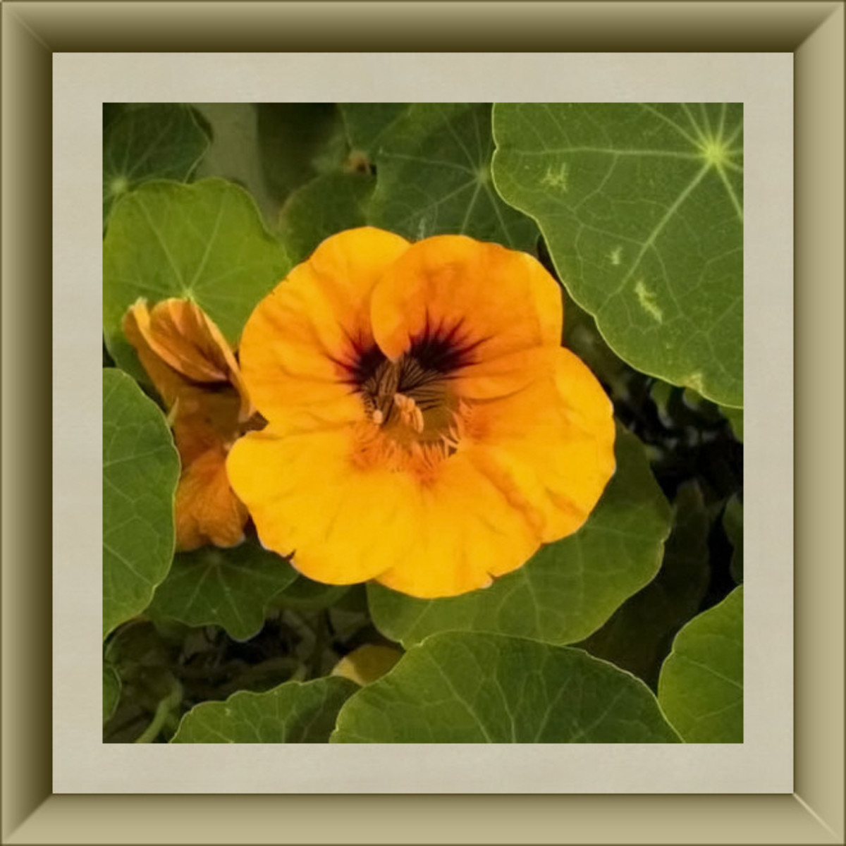 Nasturtium Blossom
