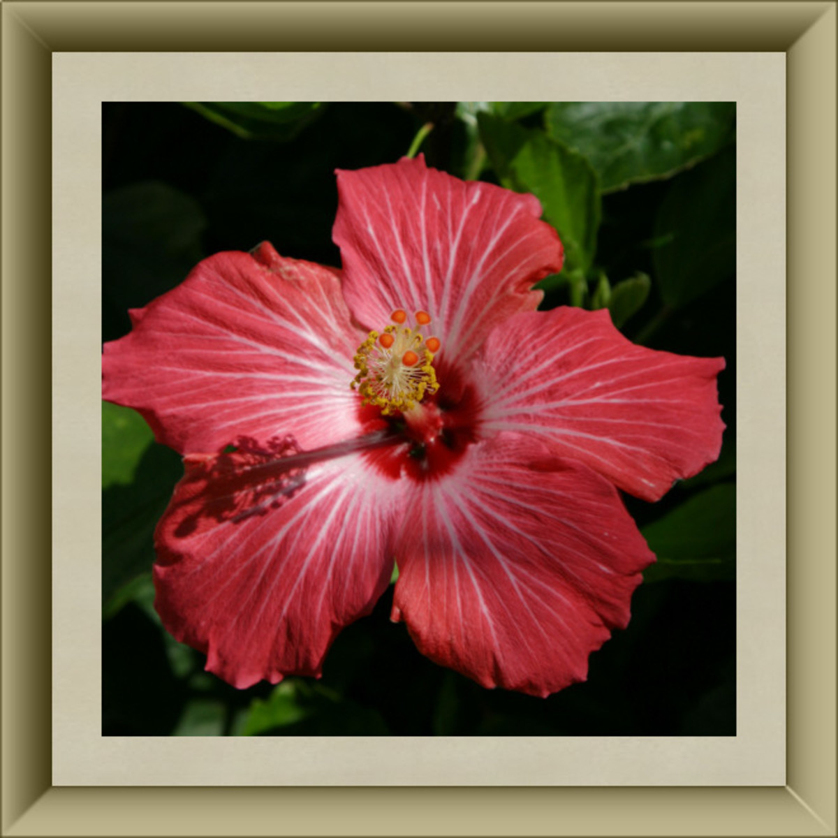 Hibiscus Blossom
