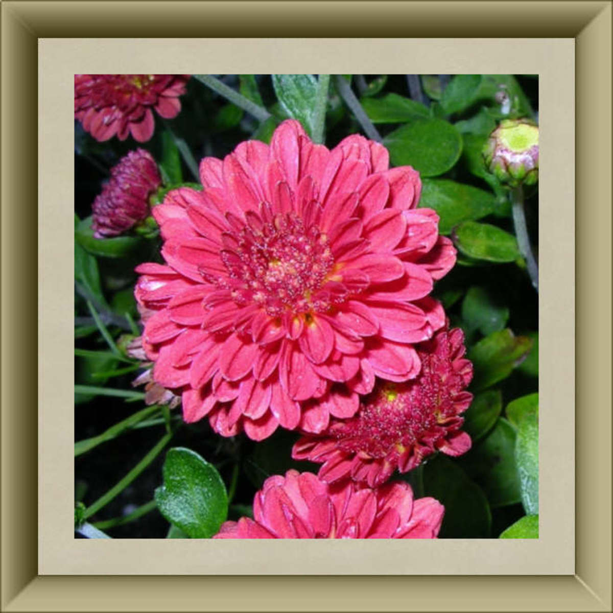 Chrysanthemum blossoms