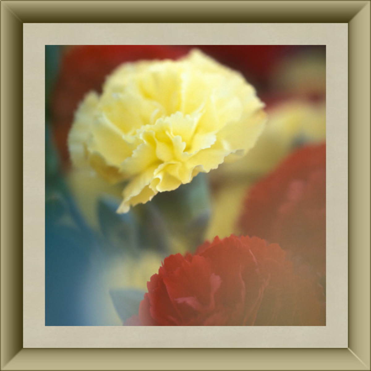 Carnation flower