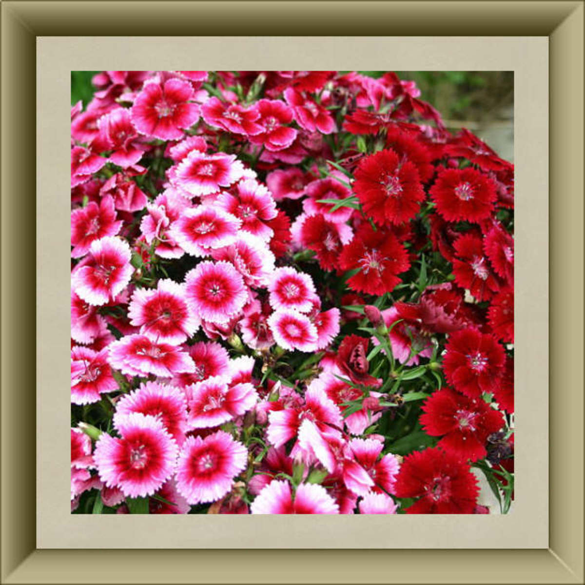 Sweet William Blossoms