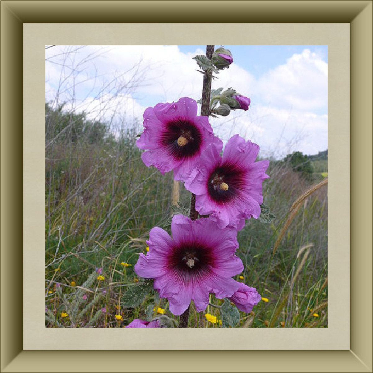 Hollyhock Blossoms