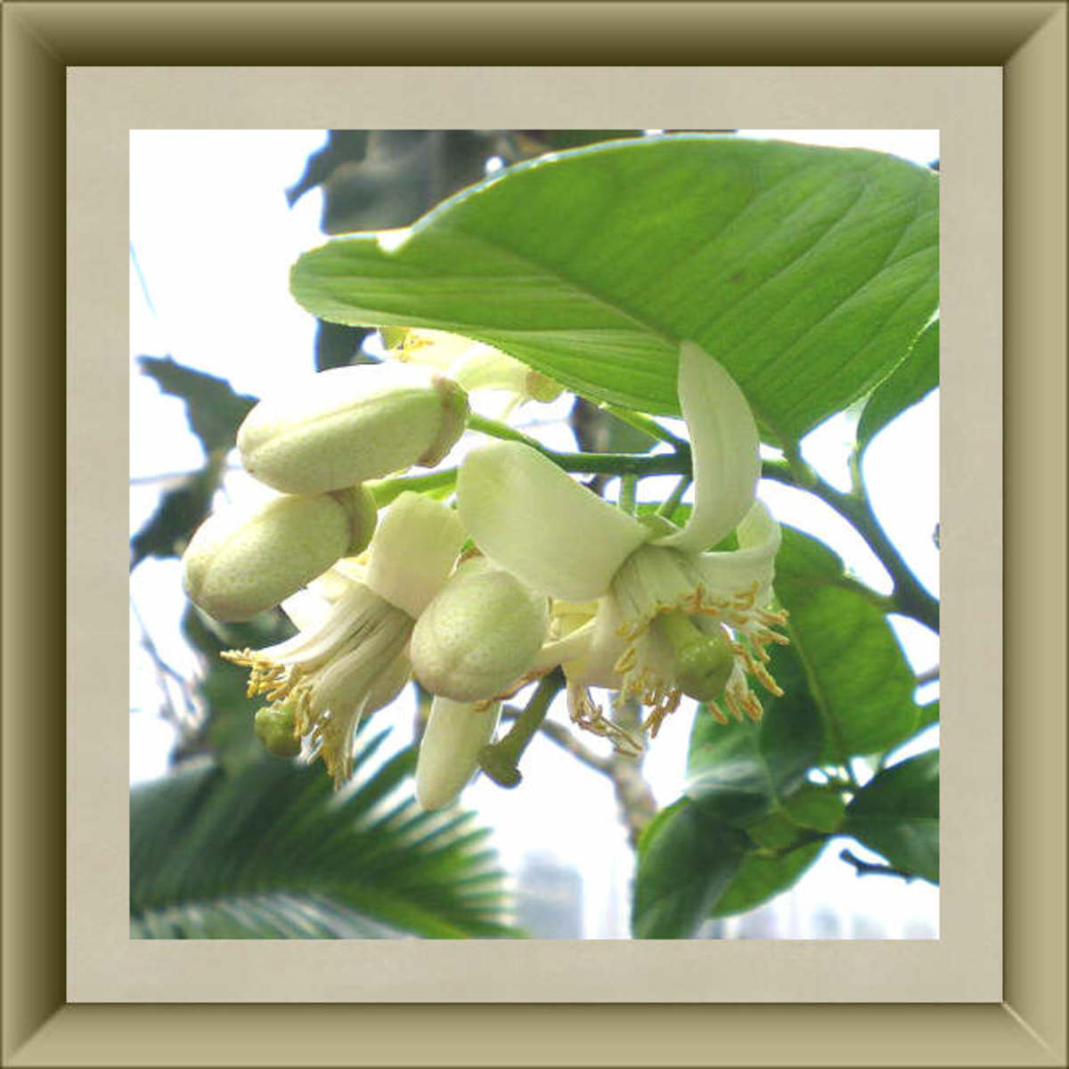 Lemon Blossoms