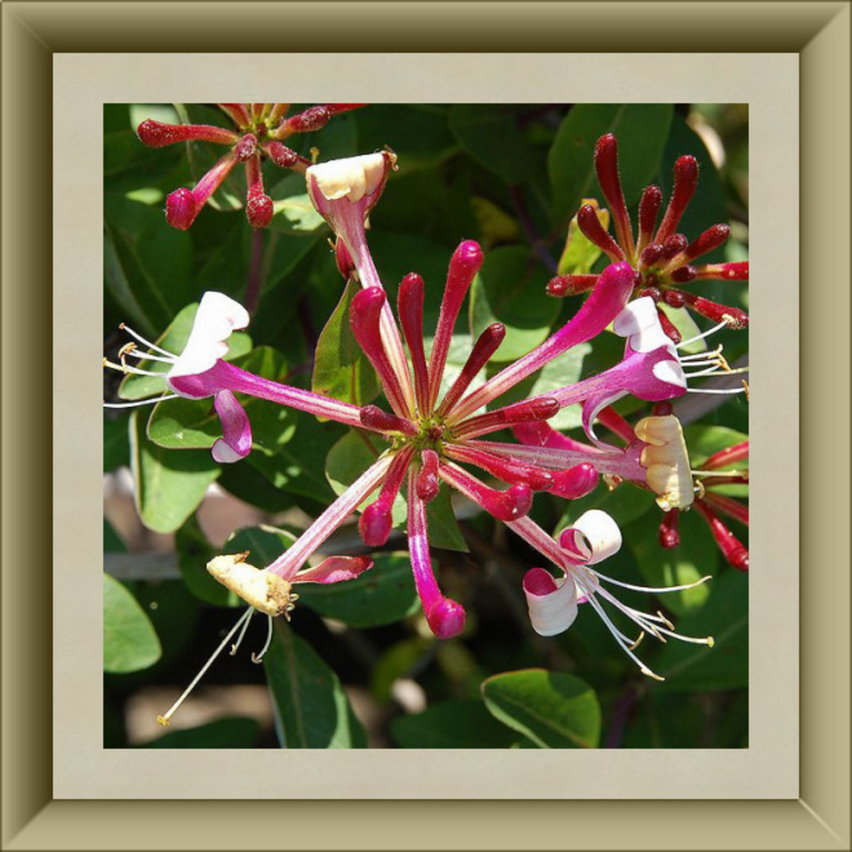 Honeysuckle Blossoms