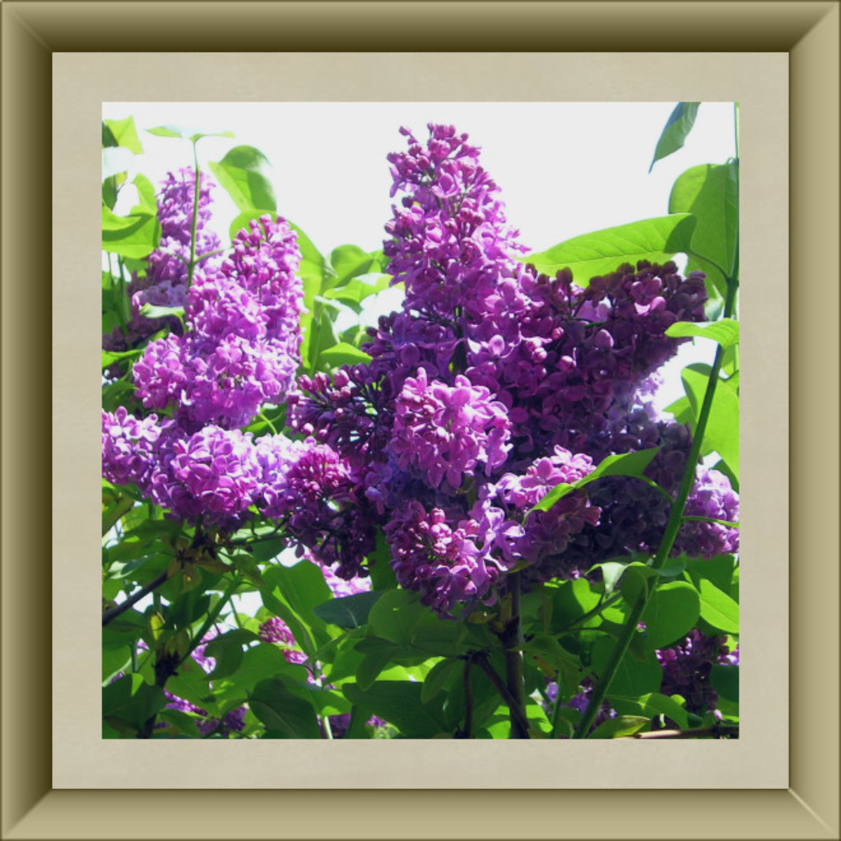 Lilac Blossoms