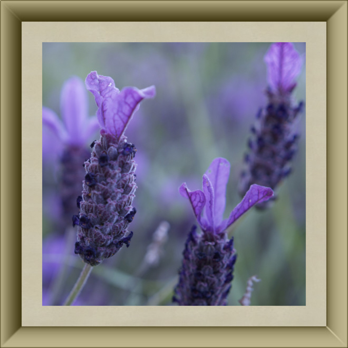 Lavender Blossoms
