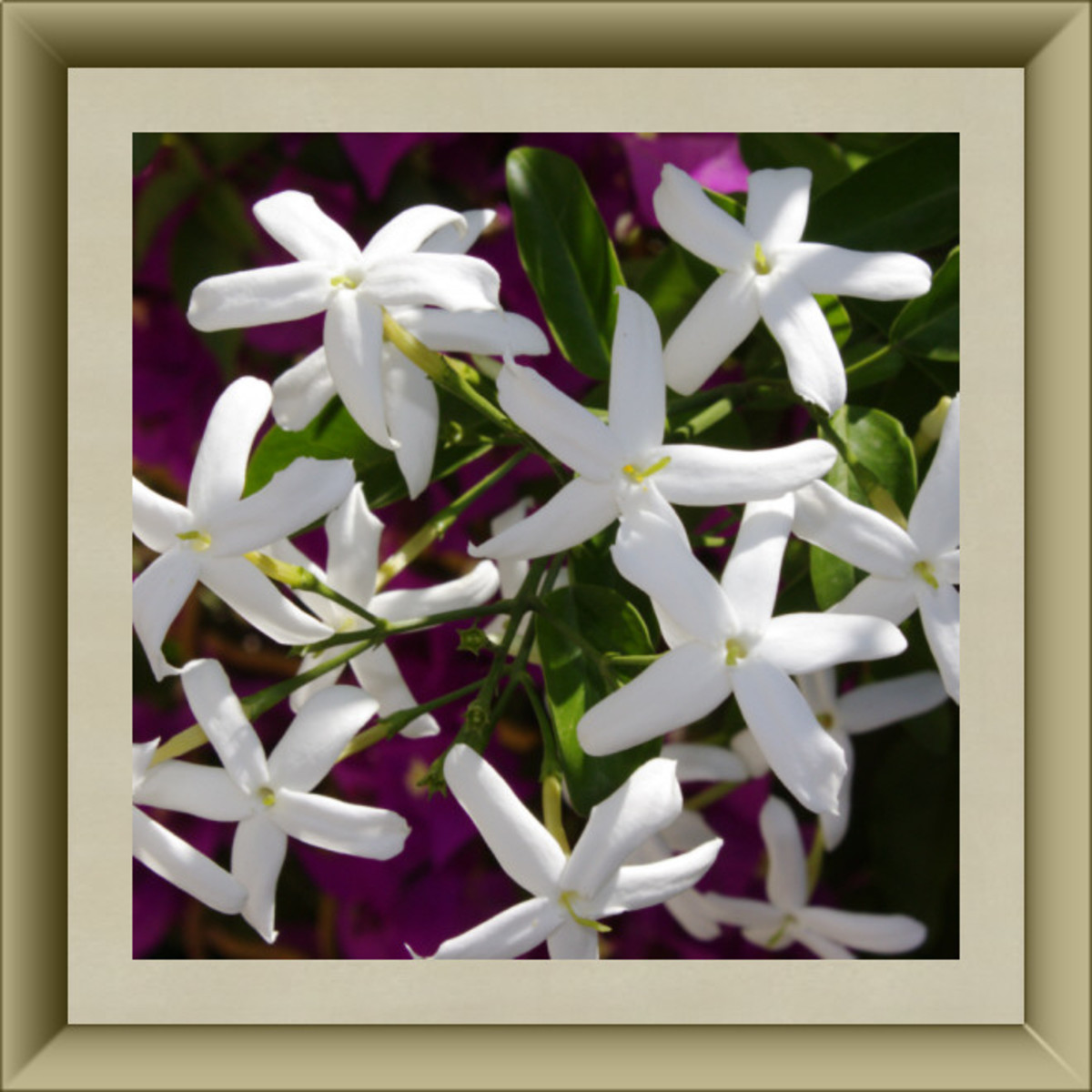Jasmine Blossoms