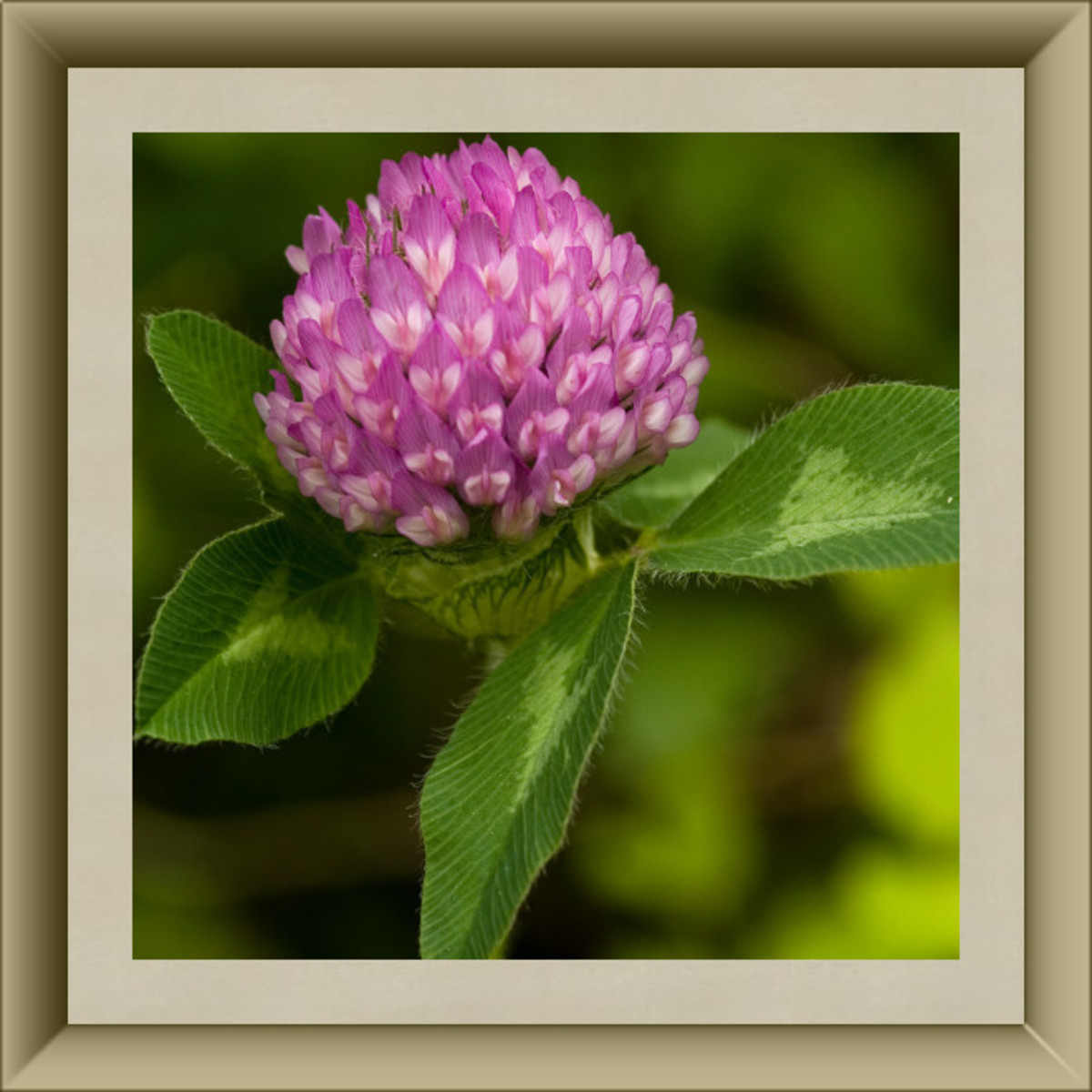 Red Clover Blossom