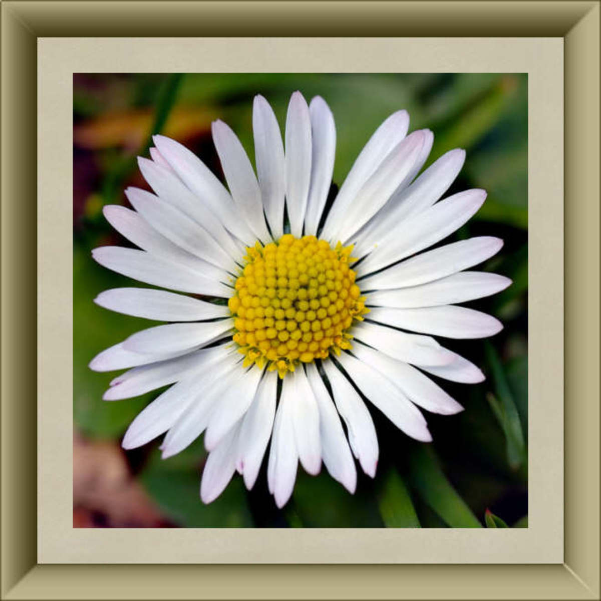 English Daisy Blossom