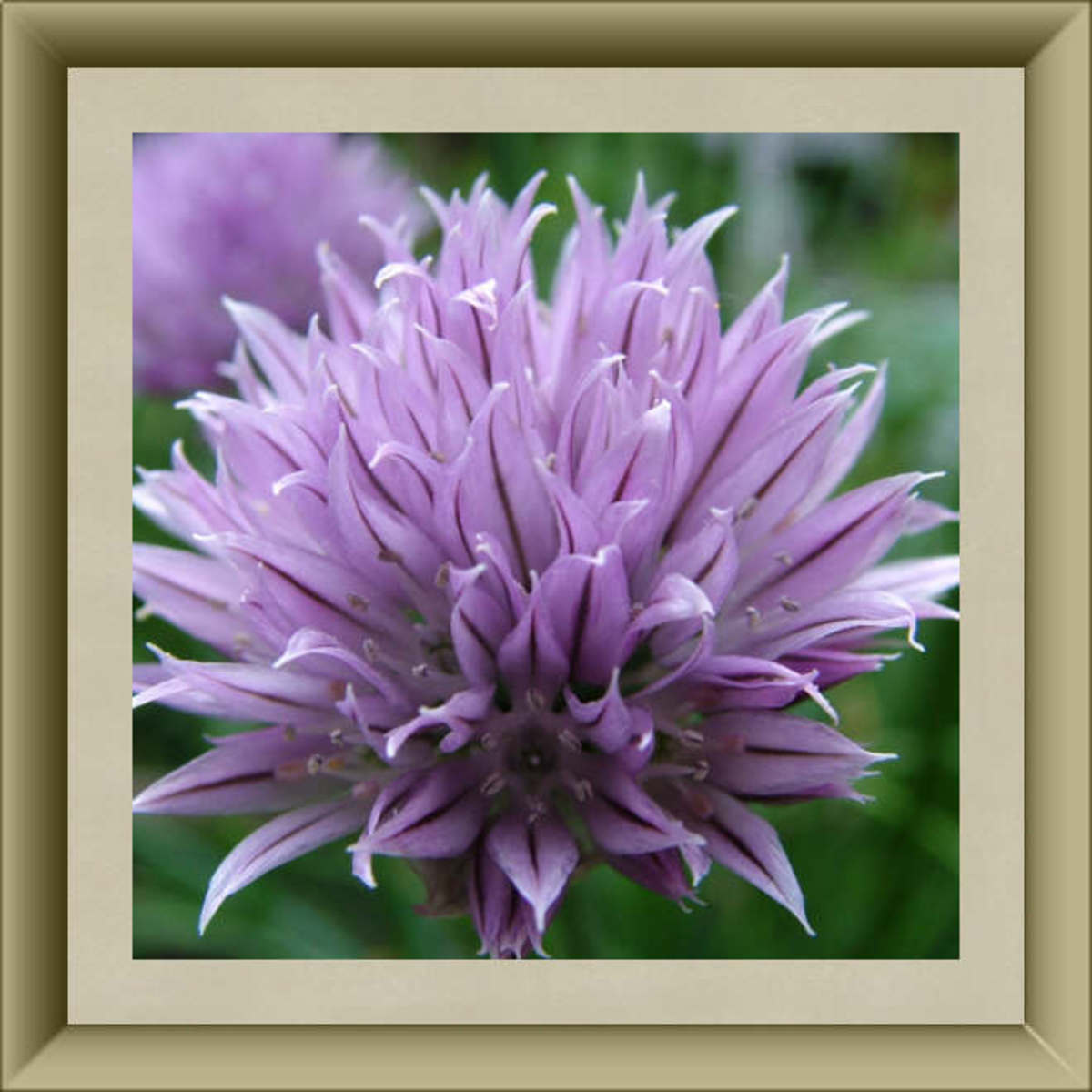 Chive Blossoms
