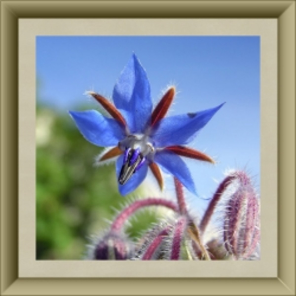 Borage blossom